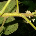 Christiana africana Hoja