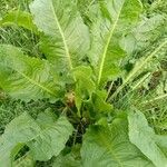 Rumex patientia Blatt