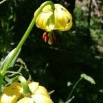 Lilium pyrenaicum Blüte