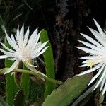 Epiphyllum hookeri Квітка