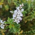 Hebe brachysiphon Flower