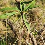 Boscia integrifolia ᱥᱟᱠᱟᱢ