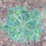 Euphorbia aleppica Fruit