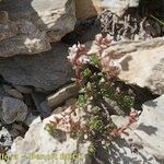 Saxifraga biflora Azala