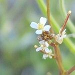 Arabis aucheri Flower