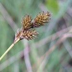 Carex leporina Fruto