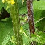 Verbascum nigrum Bark