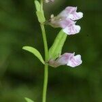 Scutellaria minor Arall