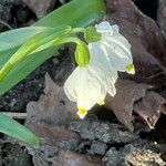 Leucojum vernum Çiçek