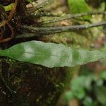 Asplenium