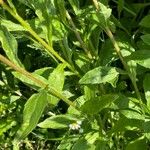 Erigeron annuus Blad