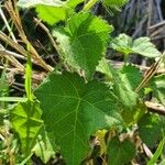 Abutilon mauritianum Frunză