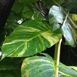 Epipremnum pinnatum Лист