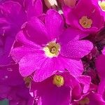 Primula denticulata Flower