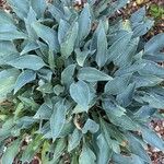 Hosta longipes Листок