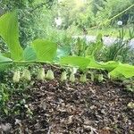 Polygonatum multiflorumÕis