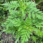 Ambrosia artemisiifolia Blad