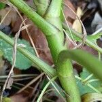 Helleborus foetidus Corteza