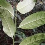 Dichostemma glaucescens Leaf