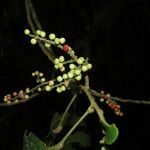 Hieronyma oblonga Fruto