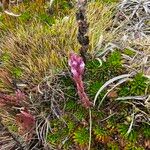 Neobartsia laniflora Virág