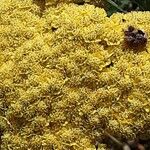 Achillea clypeolata Flower