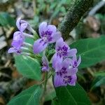 Hypoestes diclipteroides Flor