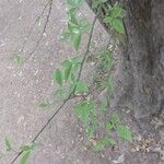 Aegle marmelos Hoja