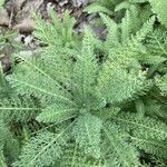 Achillea crithmifolia Frunză