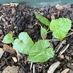 Dorstenia contrajerva Leaf