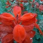 Salvia splendens Floare