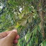 Xylopia frutescens 葉