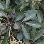 Aglaia elaeagnoidea Deilen