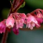 Heuchera sanguinea Flor