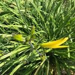 Hemerocallis citrina পাতা