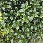Ilex cornuta ഇല