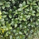 Ilex cornuta Folha