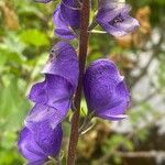 Aconitum napellusफूल