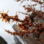 Hamamelis vernalis ফুল