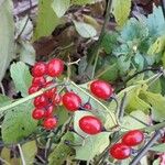 Solanum dulcamara Плід