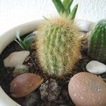Pilosocereus chrysostele Hoja