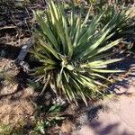 Yucca baccata Hábito