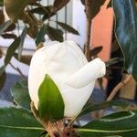 Magnolia grandiflora പുഷ്പം