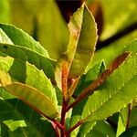 Photinia arbutifolia Lehti