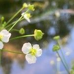 Alisma plantago-aquatica Gyümölcs