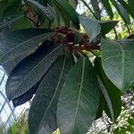 Ficus saussureana Hoja