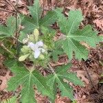 Cnidoscolus urens Flower