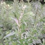 Artemisia vulgarisΛουλούδι