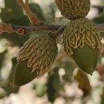 Quercus brantii Frukt