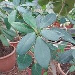 Ficus pertusa Blad